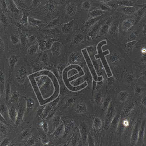 人原代腦微血管內(nèi)皮細(xì)胞