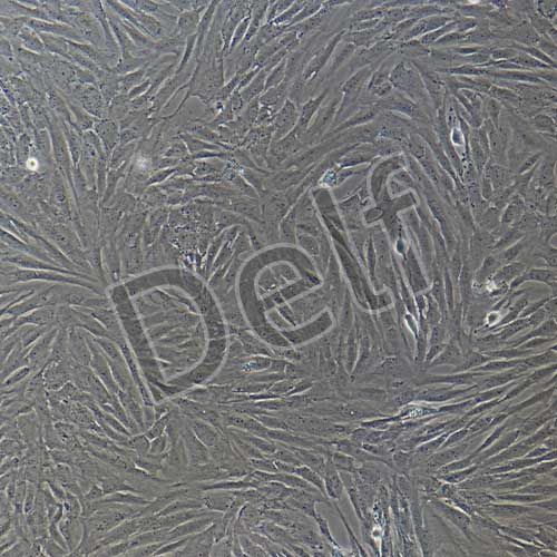 人原代腦微血管平滑肌細胞