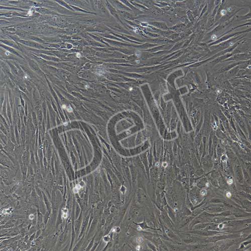 人原代腦血管周細胞