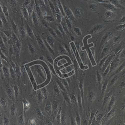 人原代內(nèi)皮祖細(xì)胞