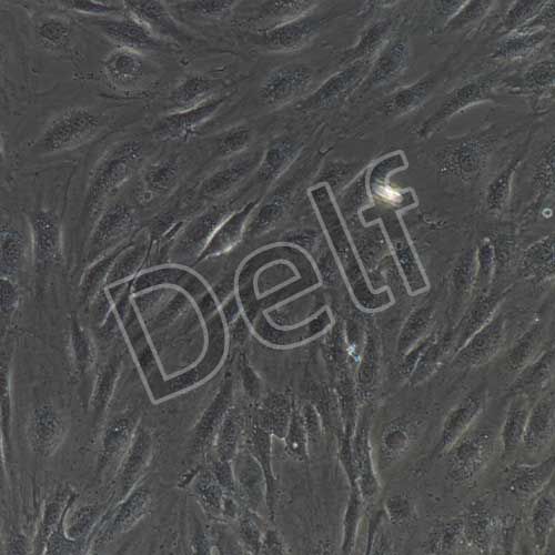 人原代內(nèi)皮祖細(xì)胞