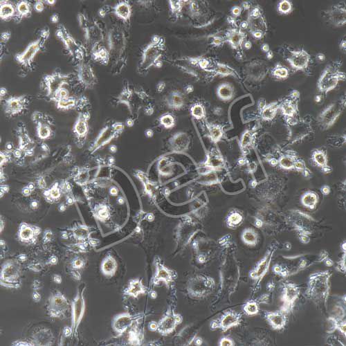 人原代破骨細(xì)胞