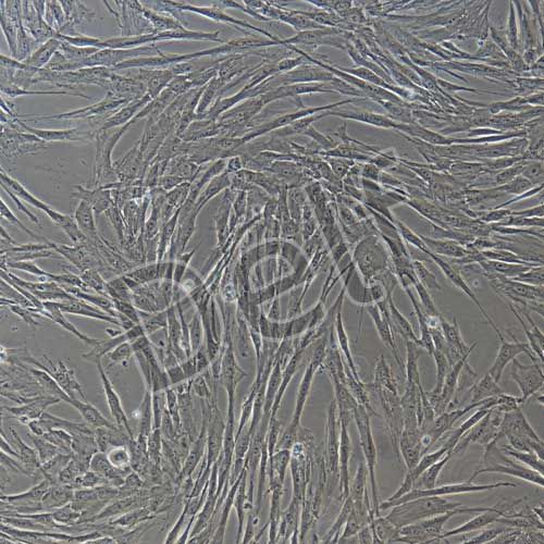 人原代臍帶間充質(zhì)干細(xì)胞