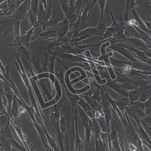 人原代臍帶間充質(zhì)干細(xì)胞