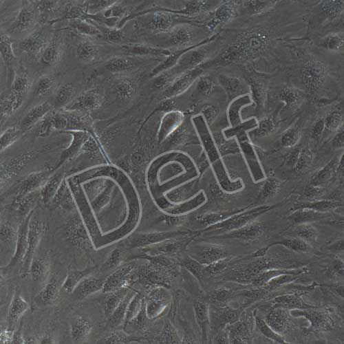 人原代臍動脈內(nèi)皮細胞