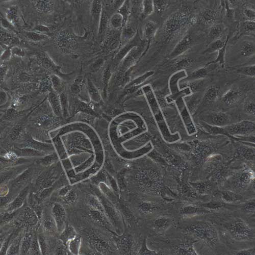 人原代臍動脈內(nèi)皮細胞