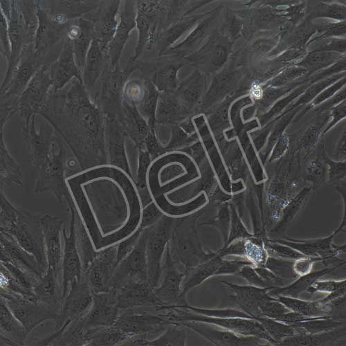 人原代臍動脈平滑肌細(xì)胞