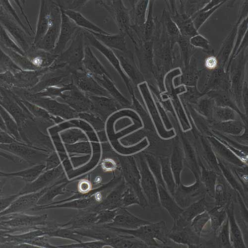 人原代臍動脈平滑肌細(xì)胞