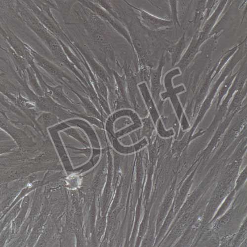 人原代氣管平滑肌細(xì)胞