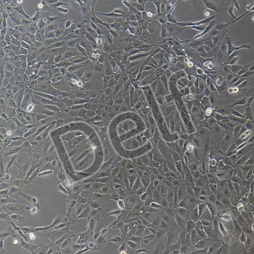 人原代氣管上皮細(xì)胞