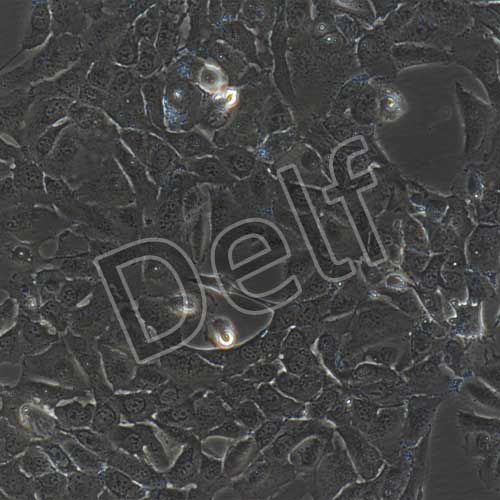 人原代氣管上皮細(xì)胞