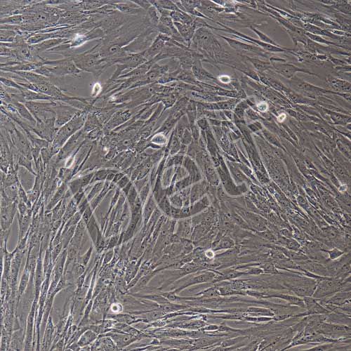 人原代前脂肪細(xì)胞