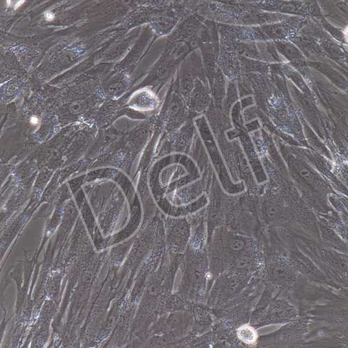 人原代前脂肪細(xì)胞