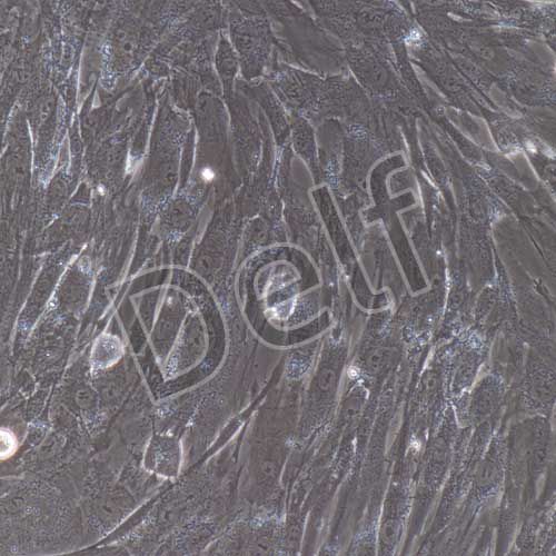 人原代前脂肪細(xì)胞