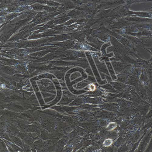 人軟骨細(xì)胞永生化-sv40