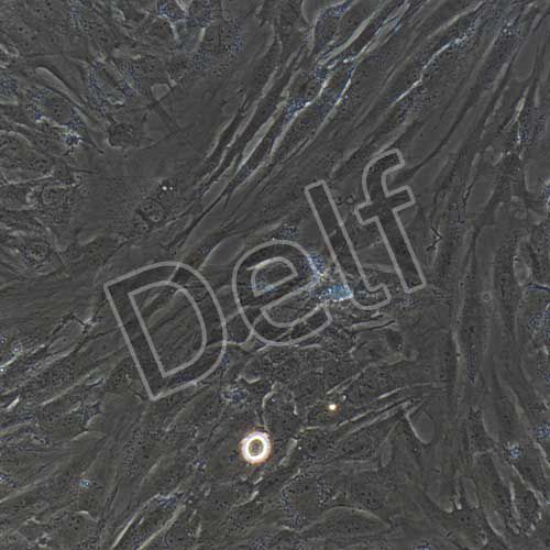 人軟骨細(xì)胞永生化-sv40