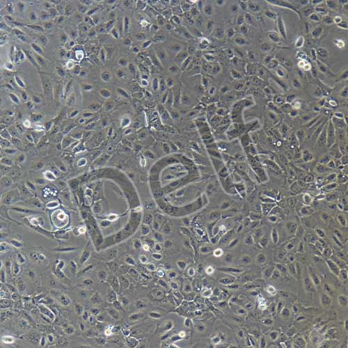 人原代腎小管上皮細(xì)胞