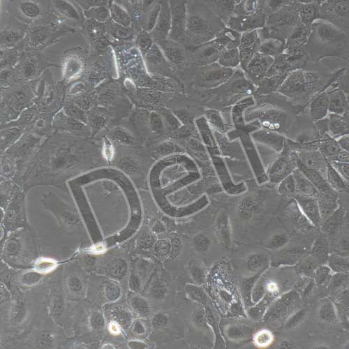 人原代腎小管上皮細(xì)胞