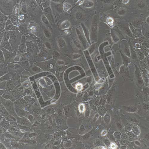 人原代腎小管上皮細(xì)胞