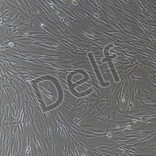 人原代輸尿管平滑肌細(xì)胞