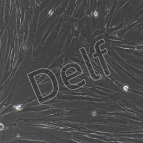 人原代輸尿管平滑肌細(xì)胞