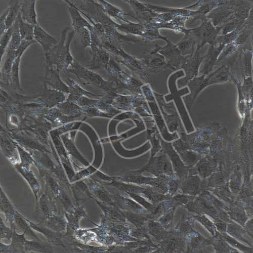 人原代髓核細(xì)胞