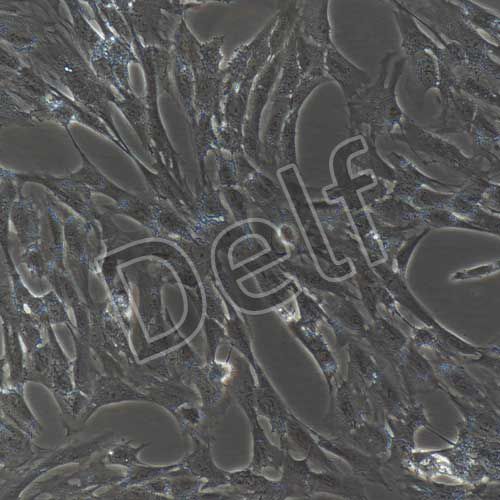 人原代髓核細(xì)胞