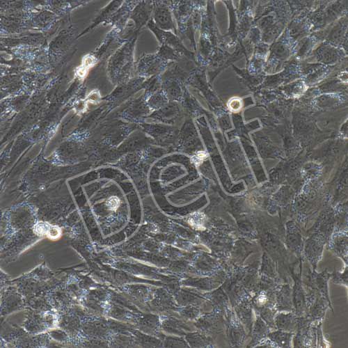 人髓核細(xì)胞永生化-sv40