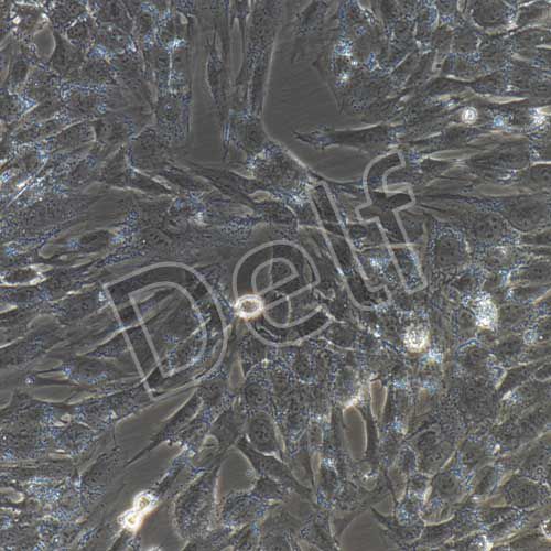 人髓核細(xì)胞永生化-sv40