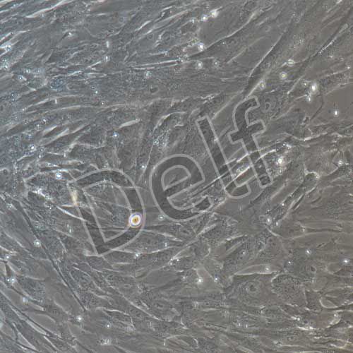 人原代胎盤間充質(zhì)干細(xì)胞