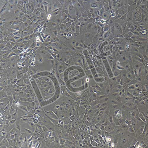 人原代胎盤絨毛膜滋養(yǎng)層細(xì)胞