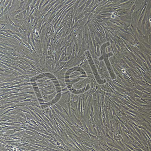 人原代胃成纖維細(xì)胞