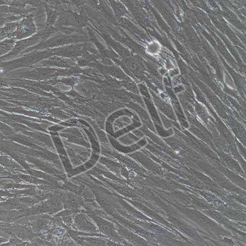 人原代胃成纖維細(xì)胞