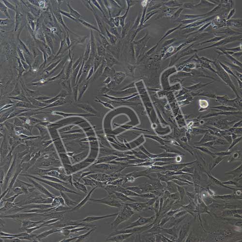 人原代小腸成纖維細(xì)胞