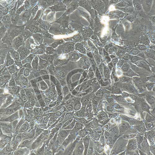 人原代小腸粘膜上皮細胞