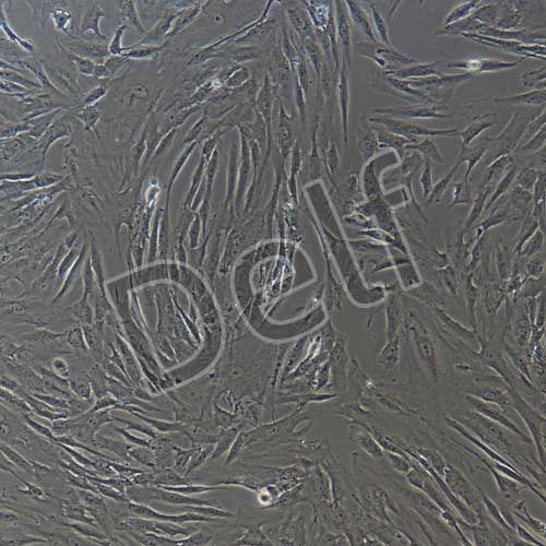 人原代星形膠質(zhì)細(xì)胞