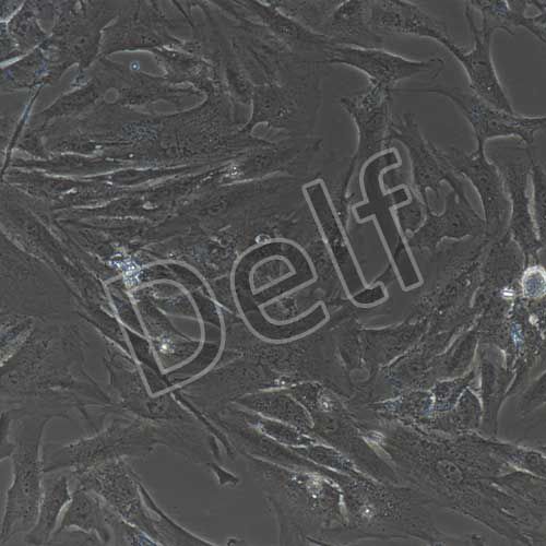 人原代星形膠質(zhì)細(xì)胞