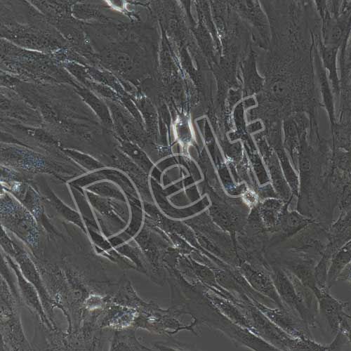 人原代星形膠質(zhì)細(xì)胞