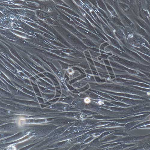 人原代雪旺細胞