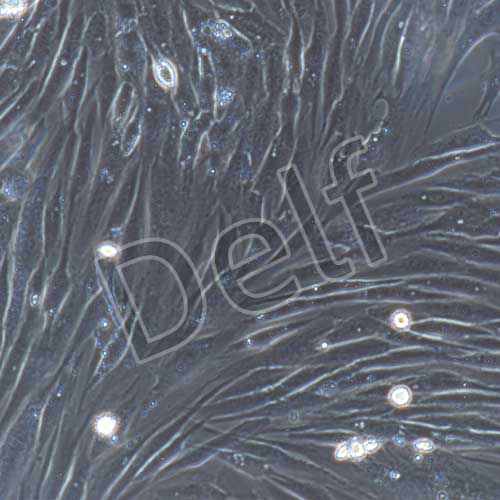 人原代雪旺細胞