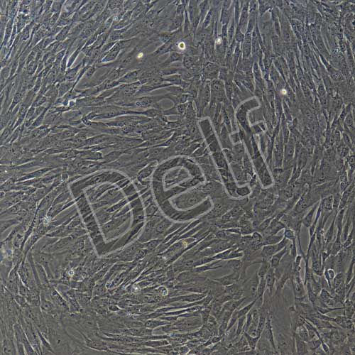 人原代牙髓干細(xì)胞