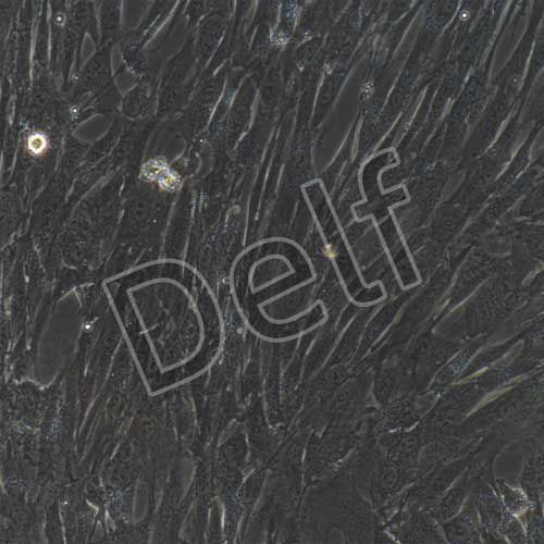 人原代牙髓干細(xì)胞