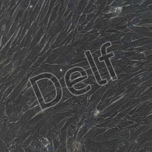 人原代牙髓干細(xì)胞