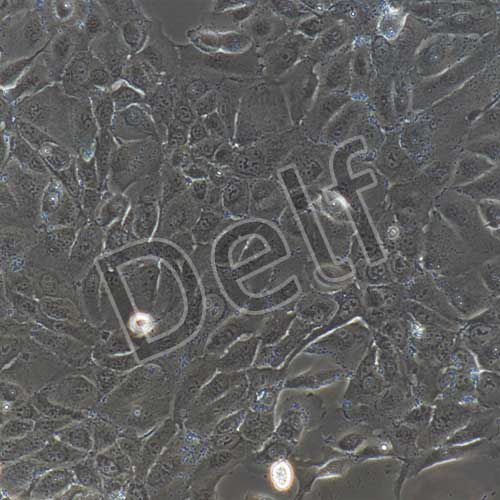 人原代牙齦上皮細(xì)胞