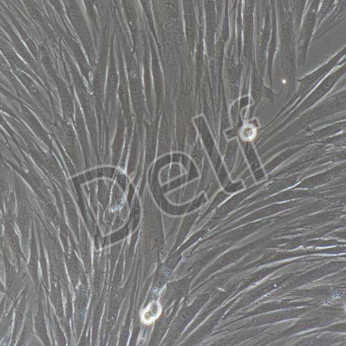 人原代牙周膜成纖維細胞