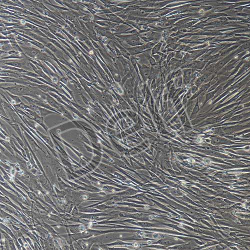 人原代牙周膜干細(xì)胞