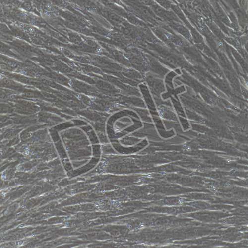 人原代羊膜間充質(zhì)干細胞