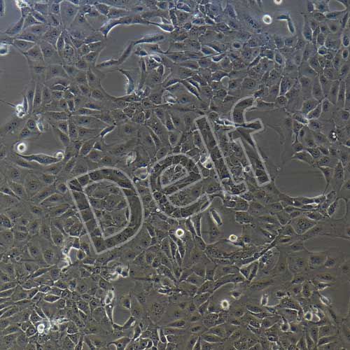 人原代羊膜上皮細(xì)胞