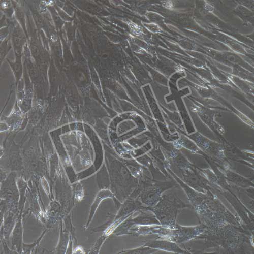 人原代羊水干細胞