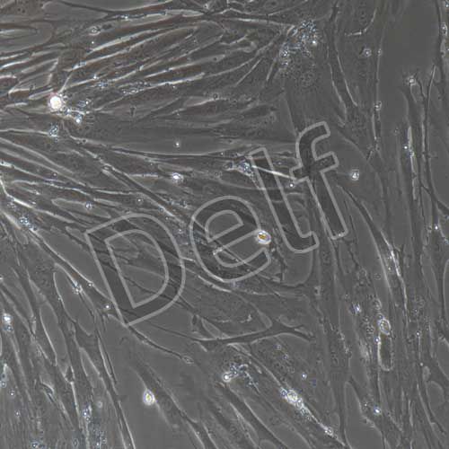 人原代胰腺星狀細胞